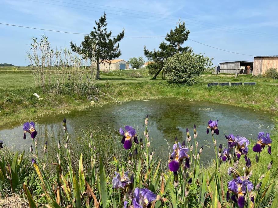 Maison De Charme Au Coeur Des Marais Pour 6 Pers. Bouin  Exterior photo